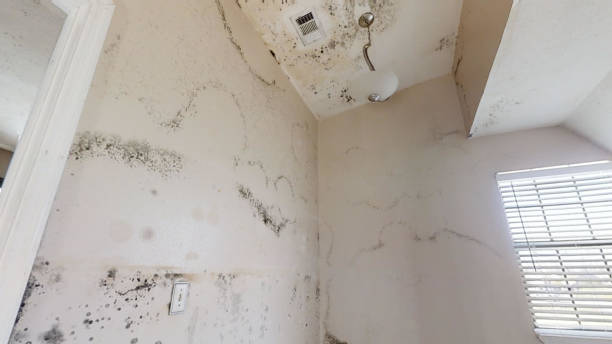 Best Mold Odor Removal Services  in Alexandria Bay, NY