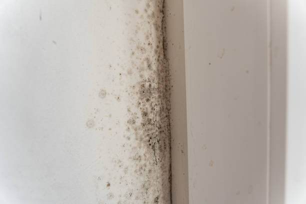 Best Emergency Mold Remediation  in Alexandria Bay, NY