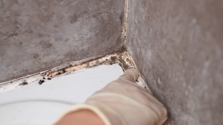 Best HVAC Mold Inspection and Cleaning  in Alexandria Bay, NY